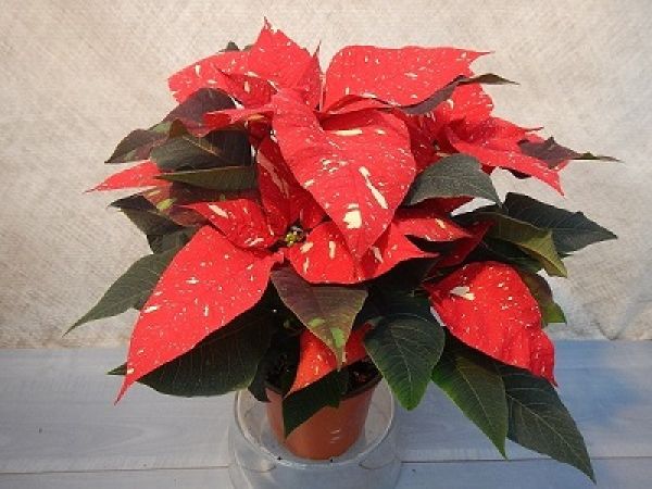 POINSETTIA TOUFFE