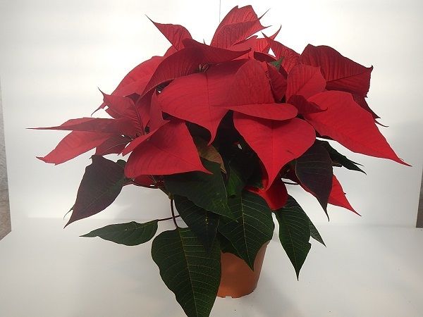 POINSETTIA TOUFFE