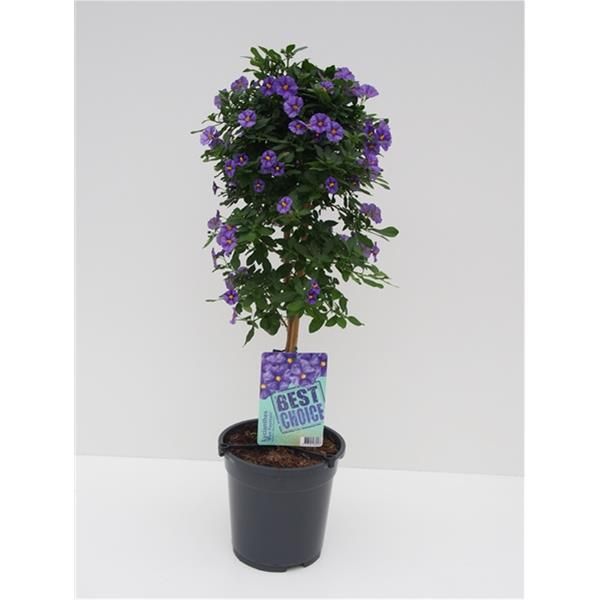 SOLANUM RANTONETII TIGE